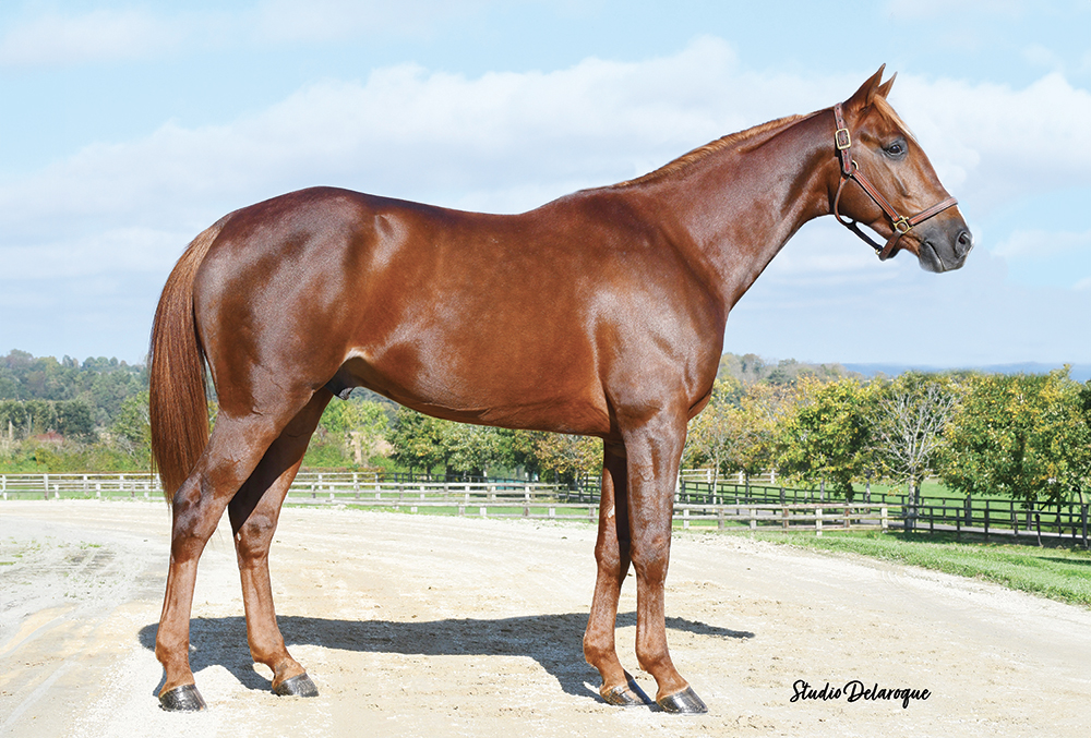 1 part de Kamehameha