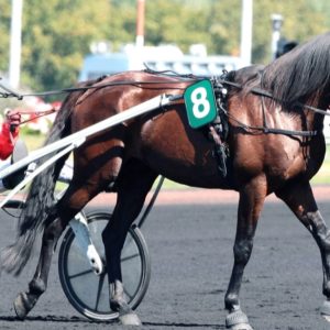 Tag wood: 1 part d'étalon