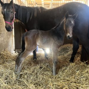 Prince smiles: 1 part de 10%