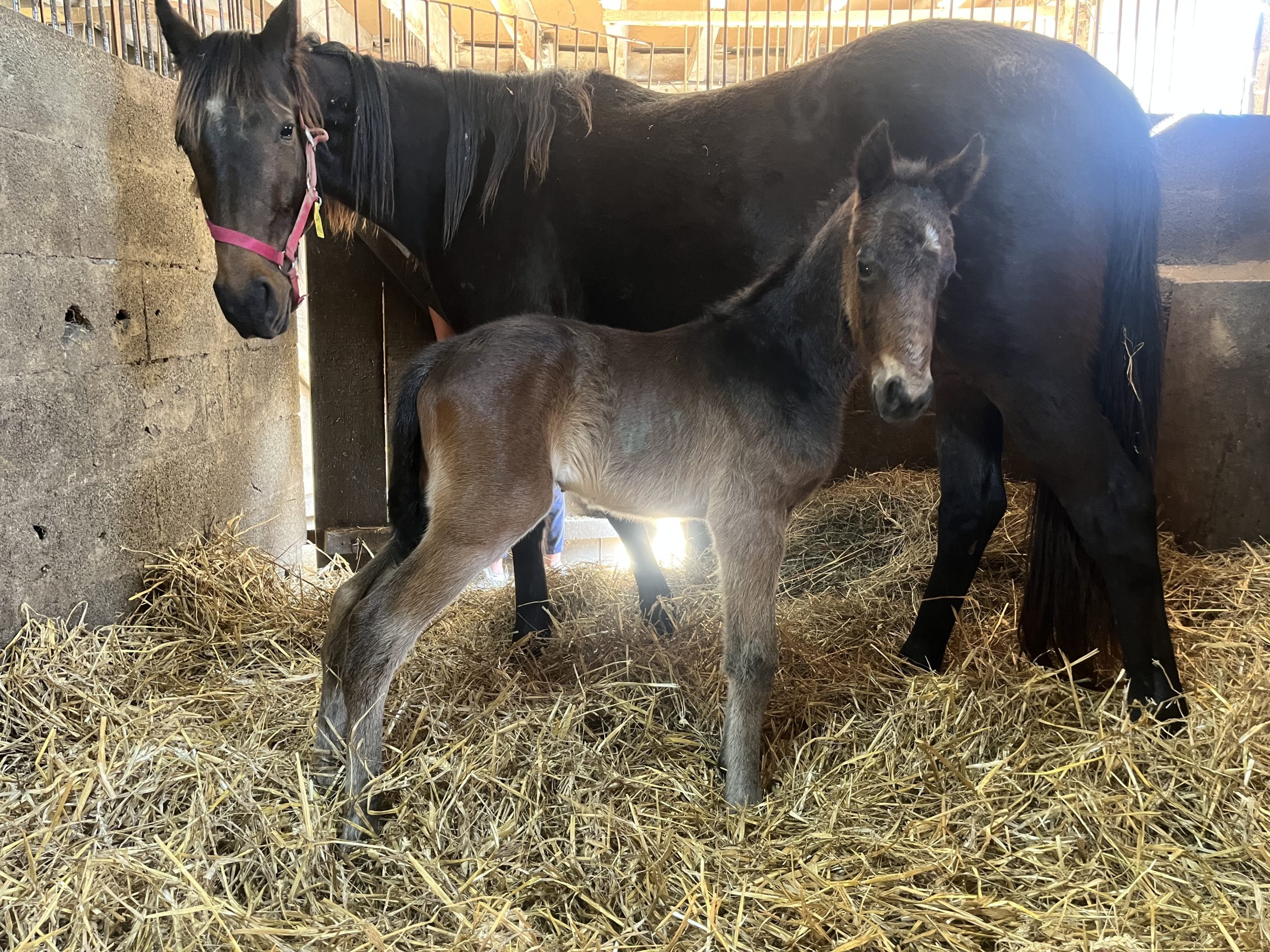 Prince smiles: 1 part de 10%