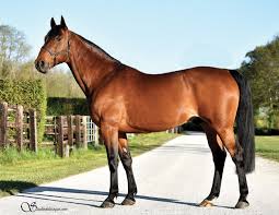 Quaker Jet: 1 part d'étalon