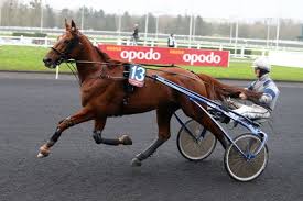 AKIM DU CAP VERT: 1 part d'étalon