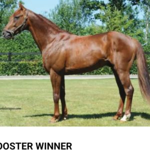 1 part de Booster Winner