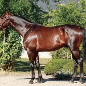 1 part d'étalon: Ici C'est Paris