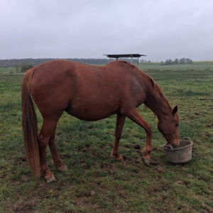 Bonnie Cadence 1'14"4